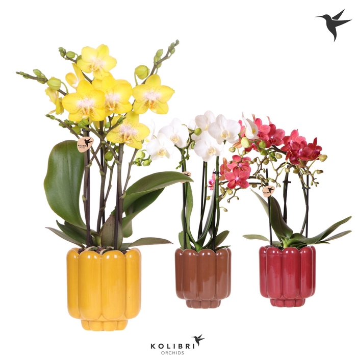 <h4>Kolibri Orchids Phalaenopsis mix 3 spike in Retro pot yellow mix</h4>