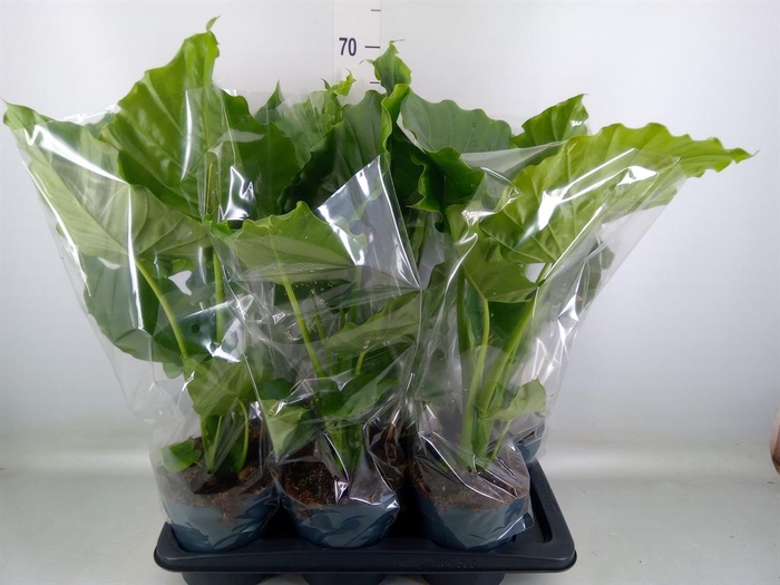 <h4>Alocasia gageana</h4>