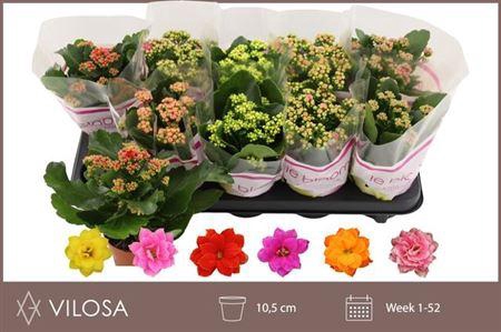 <h4>Kal Ge Gem 6 Kl</h4>