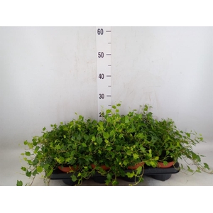 Hedera helix 'Jessica'
