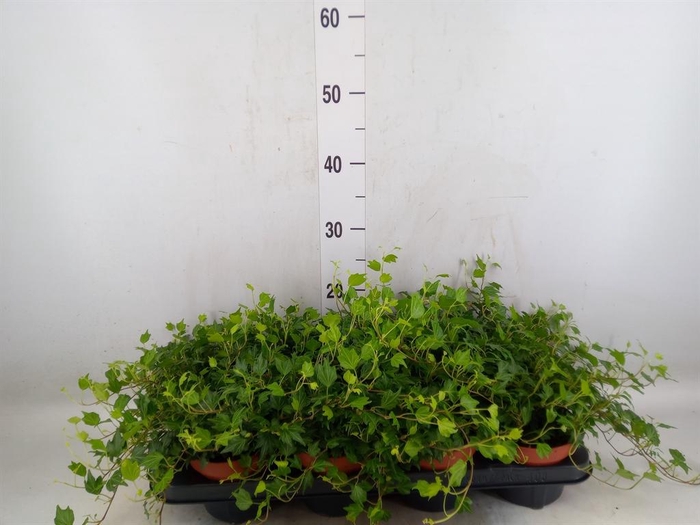 <h4>Hedera helix 'Jessica'</h4>