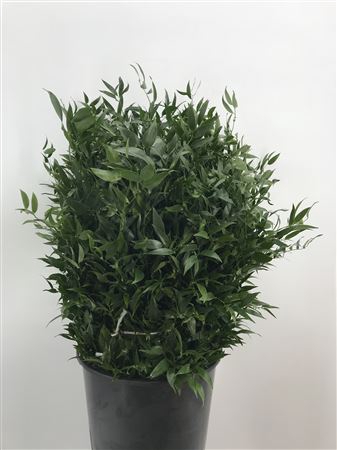 <h4>Danae Race 70 Cm</h4>
