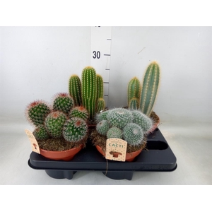 Cactus   ...mix