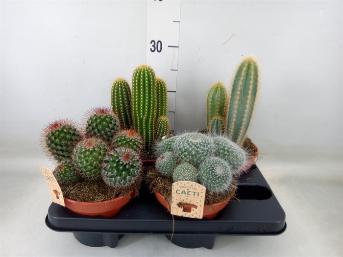 <h4>Cactus   ...mix</h4>