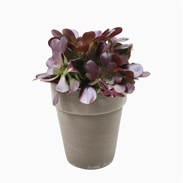 <h4>Aeonium arboreum 'Velours'</h4>