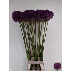 Allium Ambassador