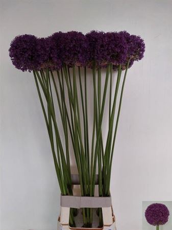 <h4>Allium Ambassador</h4>