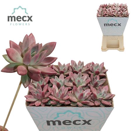 <h4>Graptoveria Rosie Crow (mecx Flowers) Mecx-emmer 8</h4>