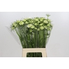 Scabiosa Scoop White