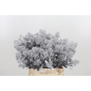 Skimmia Kl Bh Zilver