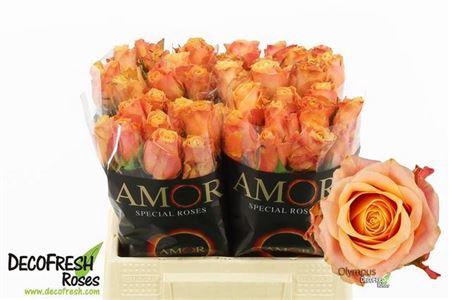 <h4>R Gr Olympus</h4>