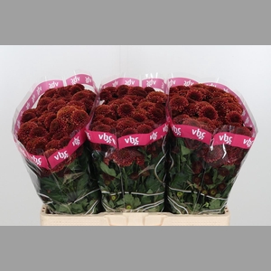 Chr San Aaa Doria Ch