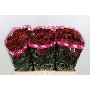 Chr San Aaa Doria Ch