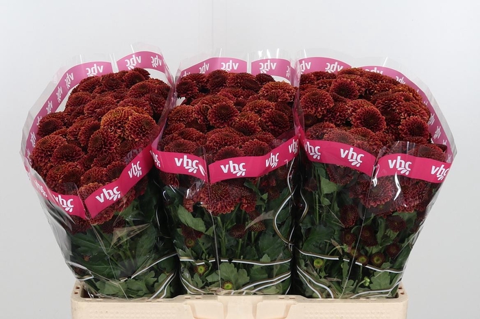 <h4>Chr San Aaa Doria Ch</h4>