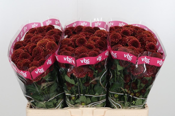 <h4>Chr San Aaa Doria Ch</h4>