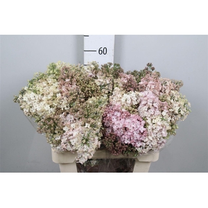 Syr Hy Maidens Blush 4+