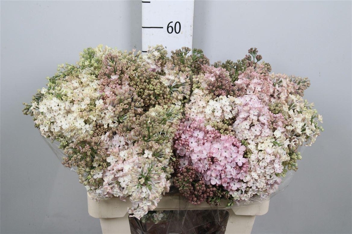 <h4>Syr Hy Maidens Blush 4+</h4>