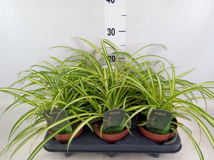 <h4>Chlorophytum  'Atlantic'</h4>