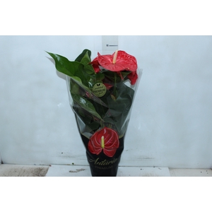 ANTHURIUM MICHIGAN P17 PREMIUM