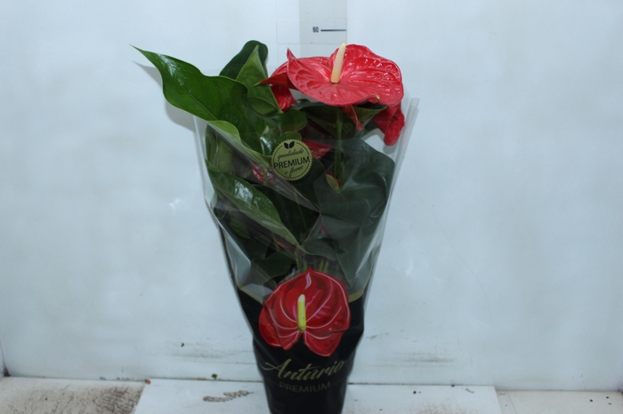 <h4>ANTHURIUM MICHIGAN P17 PREMIUM</h4>