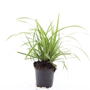 Carex morrowii Ice Dance