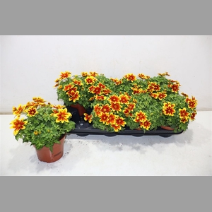 Bid Beed Painted Yel