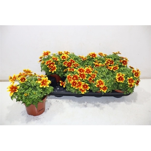 Bid Beed Painted Yel