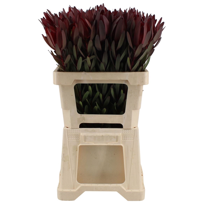 <h4>Leucadendron Safari Sunset 60cm</h4>