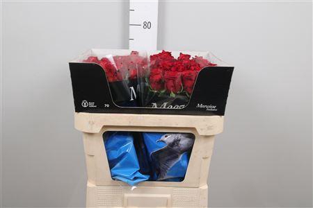 <h4>R Gr Red Naomi!</h4>