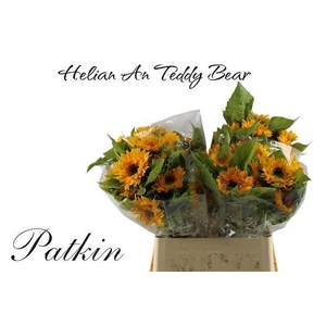 HELI TEDDY BEAR