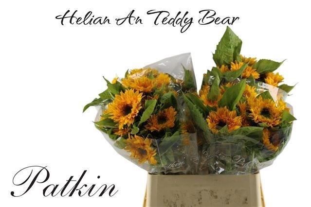 <h4>HELI TEDDY BEAR</h4>