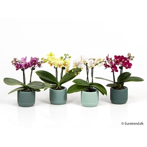 PHALAENOPSIS-HYBRID E 4315