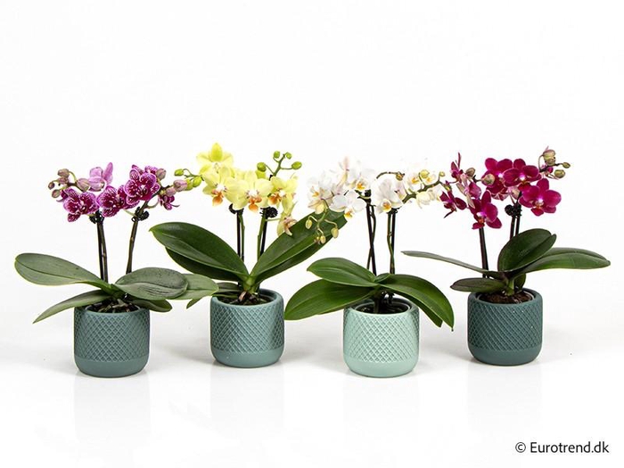 <h4>PHALAENOPSIS-HYBRID E 4315</h4>
