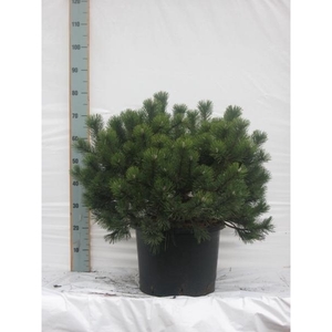 Pinus mugo mughus