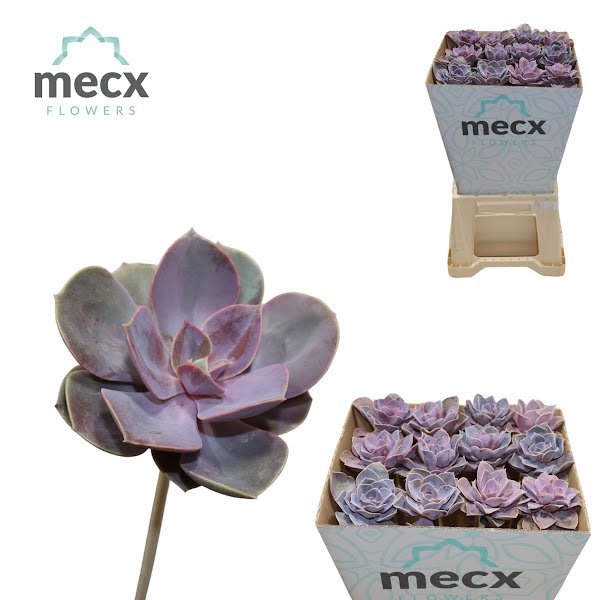 <h4>Echeveria Pearl V Neurenberg (mecx Flowers)</h4>