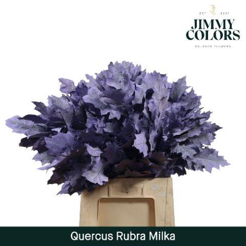 <h4>Quercus Rubra L60 Milka</h4>