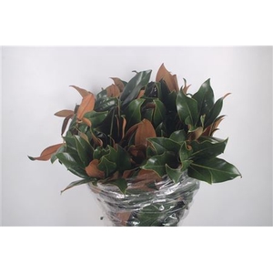 Magnolia Leaves Per Bunch