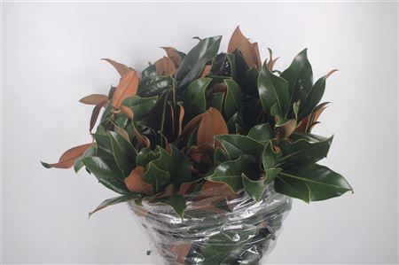 <h4>Magnolia Leaves Per Bunch</h4>