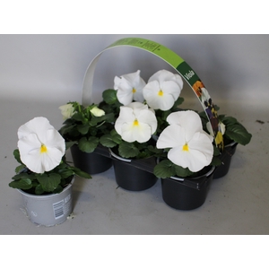 Viola wittrockiana sixpack F1 White