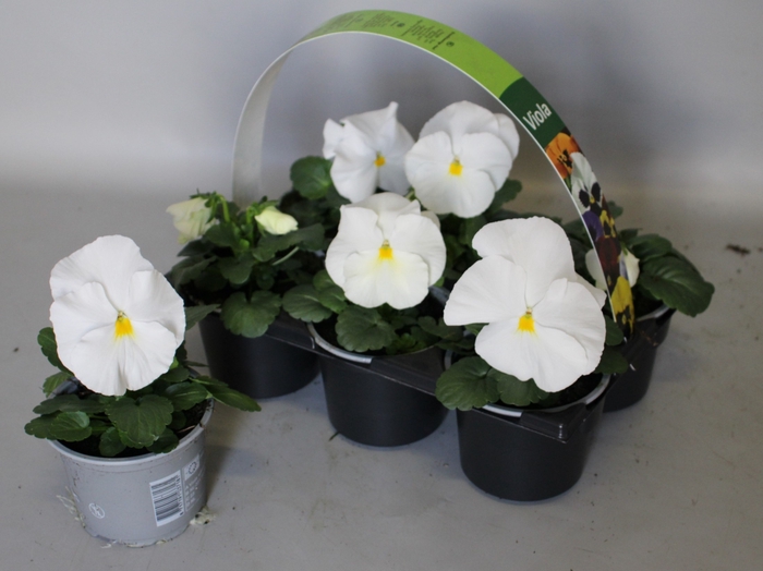<h4>Viola wittrockiana sixpack F1 White</h4>