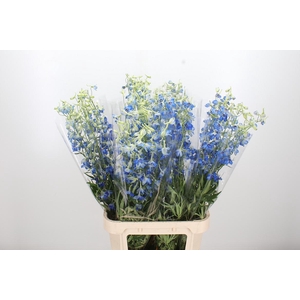 Delphinium Be Volkerfrieden
