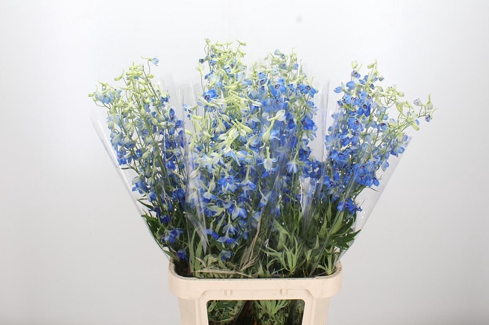 <h4>Delphinium Be Volkerfrieden</h4>