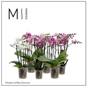 Phalaenopsis Multi White Purple Pink Mix 4 spike – 12cm | Mimesis