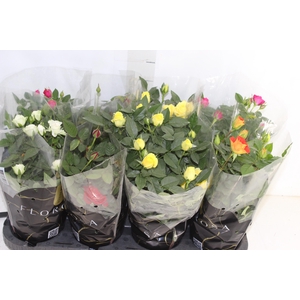 ROSEIRA MINI P13