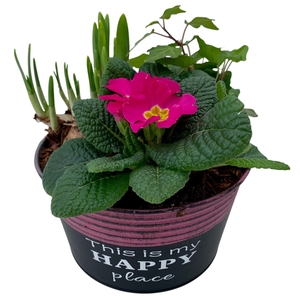 Primula Happy Zink rond Prim + Tete + Hedera