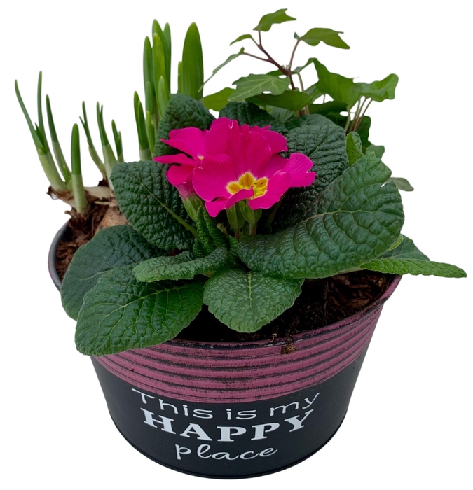 <h4>Primula Happy Zink rond Prim + Tete + Hedera</h4>