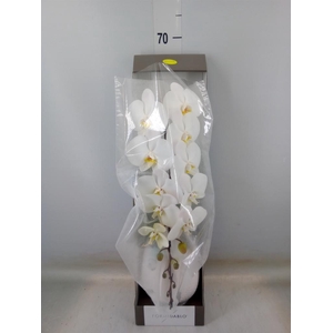 Phalaenopsis   ...white