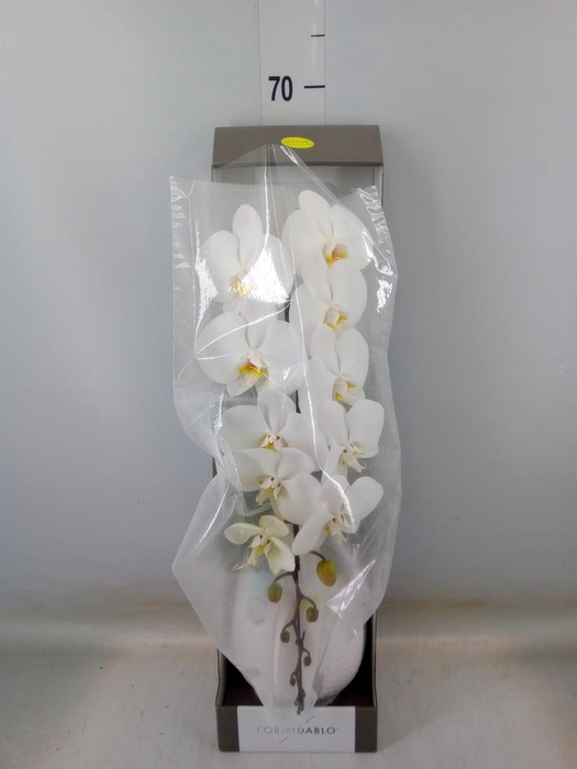 <h4>Phalaenopsis ...white</h4>