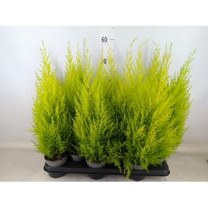 Cupressus macro. 'Goldcrest Wilma'