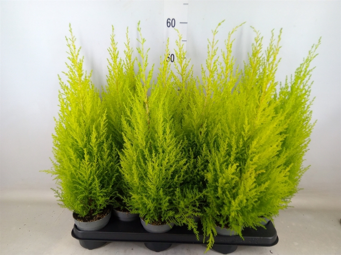 <h4>Cupressus macro. 'Goldcrest Wilma'</h4>